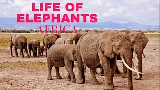 Life of Elephants Full Story HD 2018 Africa