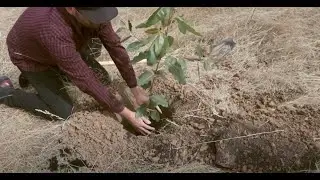 Last Hurrah Memorial Tree Planting Festival