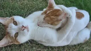 Best Friendship Ever!  Inseparable Cats !!