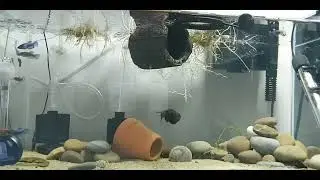 Happy bettas & relaxing vibe