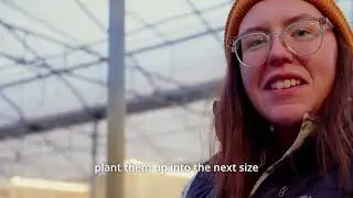 Product Highlight: Lavender Patio Tree Young Plants with Beth