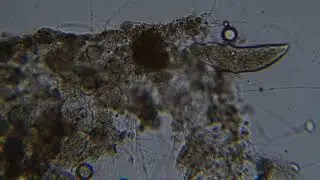 Microorganisms and synthesizer sound track : project 24