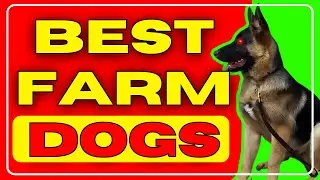 TOP 10 BEST FARM DOGS | Top 5ology