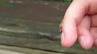 Have You Seen This Beautiful Cricket? | Red-headed Bush Cricket, Handsome Trig
