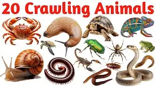 रेंगने वाले जानवर | 20 Crawling Animals Name in English | Learn Animals Vocabulary | Kids Video