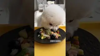 ❤️&zwj;🩹 Cute Dog Quickly Finishes Breakfast 👻 #shortvideo #viralshort #trendingvideo