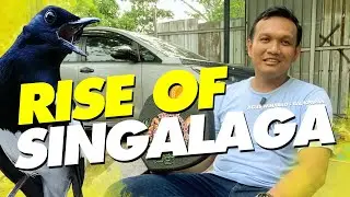 RISE OF SINGALAGA‼️ Ежедневный уход за Kacer SINGALAGA в руках AGUS WINARKO Jombang