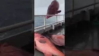 180kg Red Groupers SLAM the Deck&mdash;&ldquo;CAREFUL! CAREFUL!&rdquo; 😱