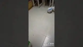 Pet rabbit Pearl enjoying playing with football