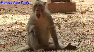 Marcus Monkey Gone Out Group,Before Marcus Live in aMari Group And Now Meet Ashley Mama And Jill