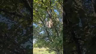 Bee house in Canada !! #ajax #ontario  #canada