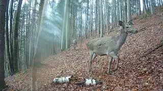 Rann&eacute; stretnutie so zverou: Pohľad do fotopasce, ktor&yacute;m n&aacute;s obdarovala statn&aacute; jelenica.