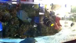 El acuario de 4000 litros de Mundo Arrecife  con  los cangrejos cacerola  de tama&ntilde;o iXXXLLL
