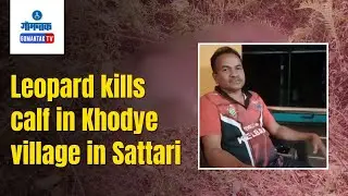 Sattari News - Leopard kills calf in Khodye village in Sattari | Gomantak TV