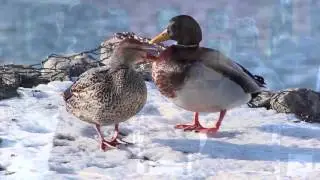 duck remix