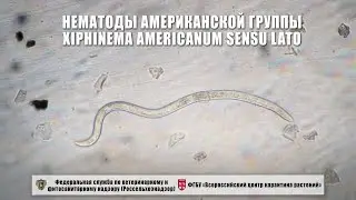 Нематоды американской группы Xiphinema americanum sensu lato