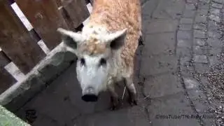 Wollschweine - Mangalica Schweinerasse, Mangalitza Schweine