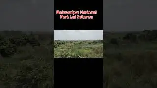 Lal sohanra national park tower view #bahawalpur
