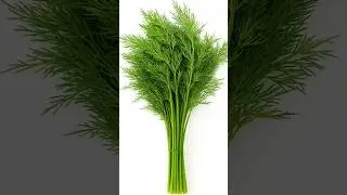 6 Powerful Benefits of Dill