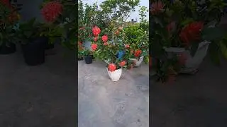 ixora plant, ixora flower, beautiful blooming , terrace gardening #flowers #nature