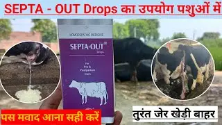 Use veterinary SEPTA OUT Drops || Immediate removal of the placenta in animals when it gets stuck...