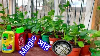 গ্রিনহাউসের বিতরে ছুট গাচ কে কোন কাবার দিলে আপনার গাছ অনেক বেশি হেলথি আর শতেজ হবে SHOKHER BAGAN 2025