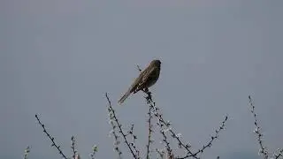 Presura sură (Miliaria calandra)