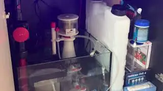 Red Sea Reefer 300XL G2 - acclimatising the Percula Clownfish