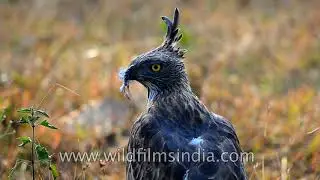 A Crested Hawk-eagle feeding on fresh prey
