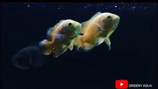 Oscar Fish Feeding  Red Velvet And Tiger Oscar Fish | You Need To Pet Them?