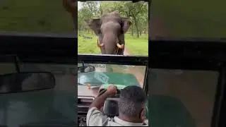 Elephant Charge During Safari