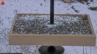 12/20/2025: Backyard Birdwatching Bonanza! Watch the Flocking Around Bird Cam Daily @ 8:00 AM