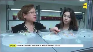 Əkinçilik ET İnstitutunda yeni yaradılmış nəsil artırma otağından XÜSUSİ REPORTAJ (İTV XƏBƏR)