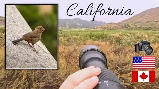 BIRDING in California PART 2: Lake Hodges (POV Bird Photography)