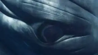 Dwarf Minke Whale Portrait