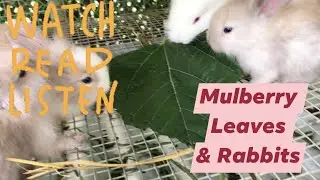 Mulberry Leaves & Rabbits ❤️