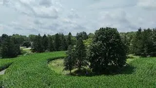 Rewilding | Elliot Golf Course | Corn Growth Surrounding the Pond on Southeast Corner