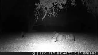 Cute furballs together. Four huddled so close. One out alone night1 trailcamera 20220804