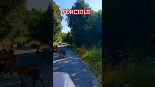 Forciolo#corsica #France #europe #travel #Kultur #see #sun #reiseabenteuer