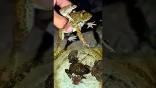 funny frog catching Bonk Bonk | funny frogs and toads | jumping frog meme | laughter of frogs funny