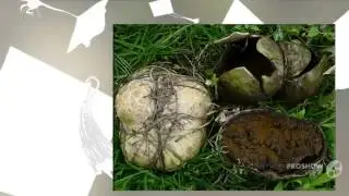 Mycenastrum corium - fungi kingdom