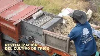 Trigo Campesino y Molinería Hidráulica en Boyacá Colombia