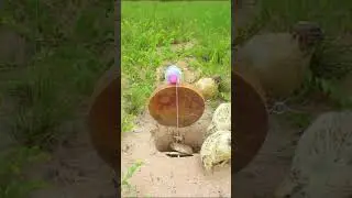 Creative Unique Underground Bird Trap - How To Make Bird Trap - #shortsvideo