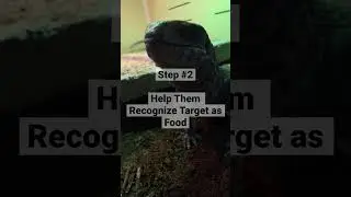 How to target train a Savannah Monitor #biglizard #reptile  #savannahmonitor