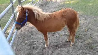 My noisy pony :)