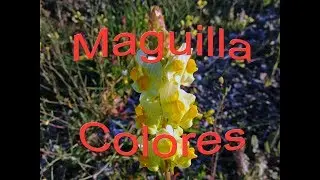 Maguilla y sus colores
