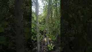big trees of Italian poplar