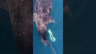 Bring myself to be happy #peace #shark #happiness #ocean #underwater #whale