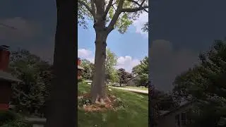 #arborist#arboristlife #treedoctor #treecare #treeexpert #treeremoval #treetrimming #treetrimming