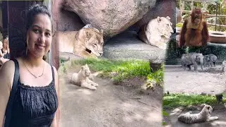 White Tigers Dekha | Bali Safari Indonesia